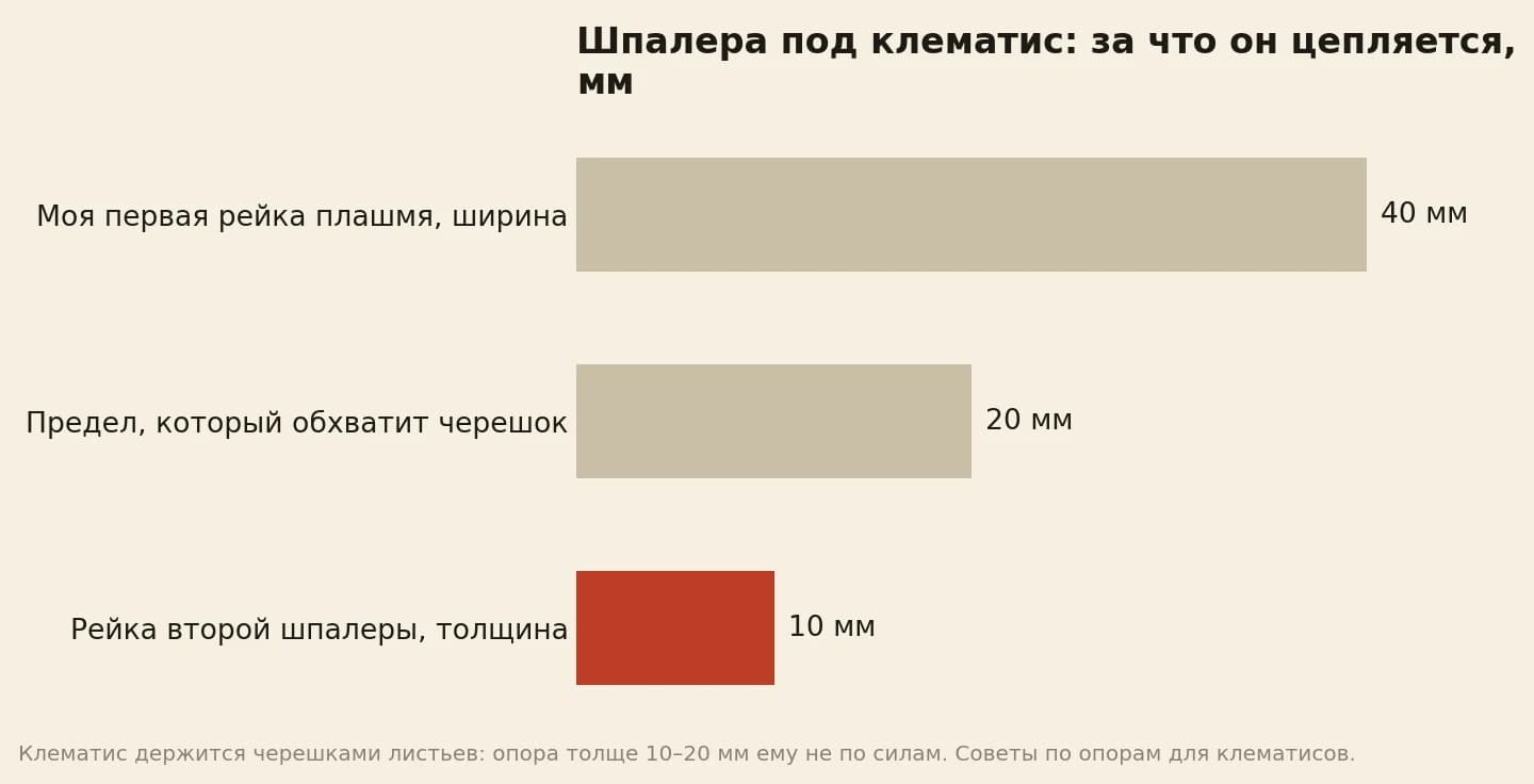 Толщина опоры для клематиса в миллиметрах: ширина моей первой рейки 40, верхний предел, который обхватит черешок, 20, толщина рейки второй шпалеры 10