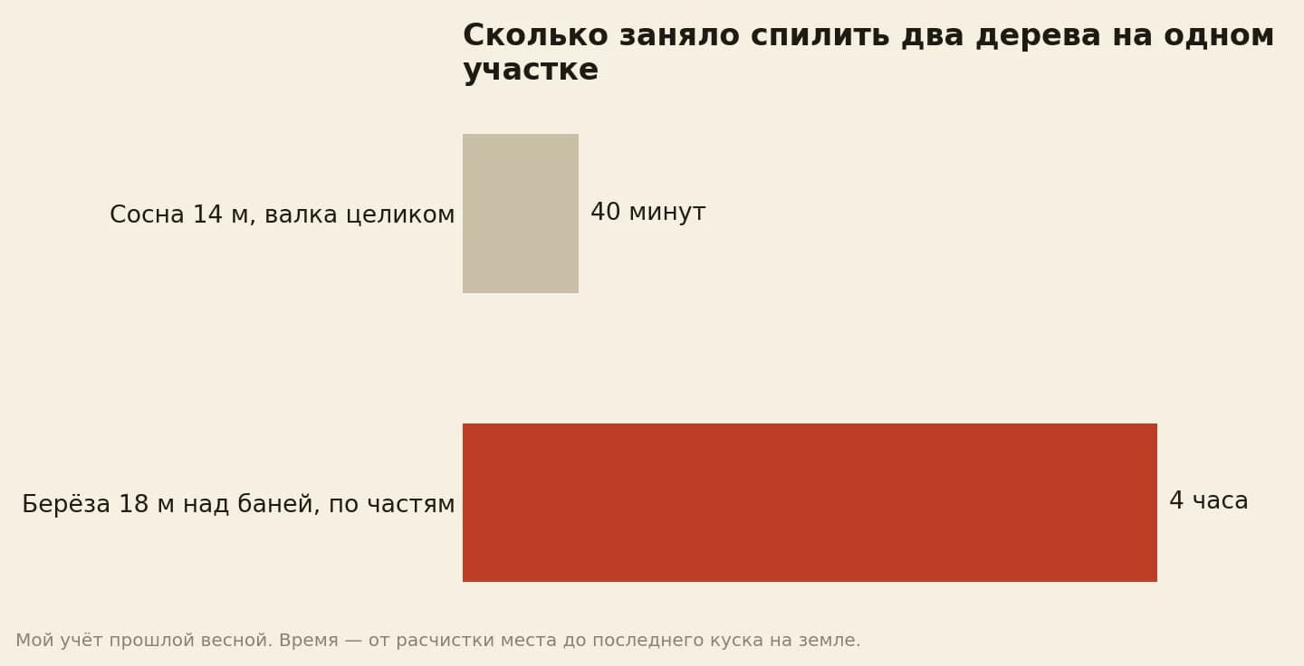 Сколько заняло спилить два дерева: сосну 14 м на открытом месте свалили целиком за 40 минут, берёзу 18 м над баней разбирали по частям 4 часа